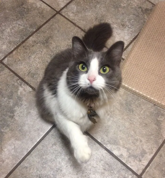 This Cat Has Scissors On Her Face