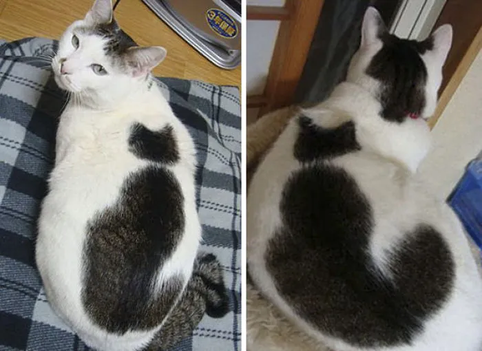 Inception Cat