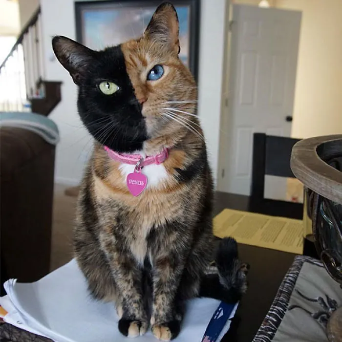 Venus The Two-Faced Kitten
