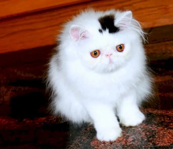Gato con chistera