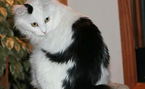 50 Cats With The Craziest Fur Markings