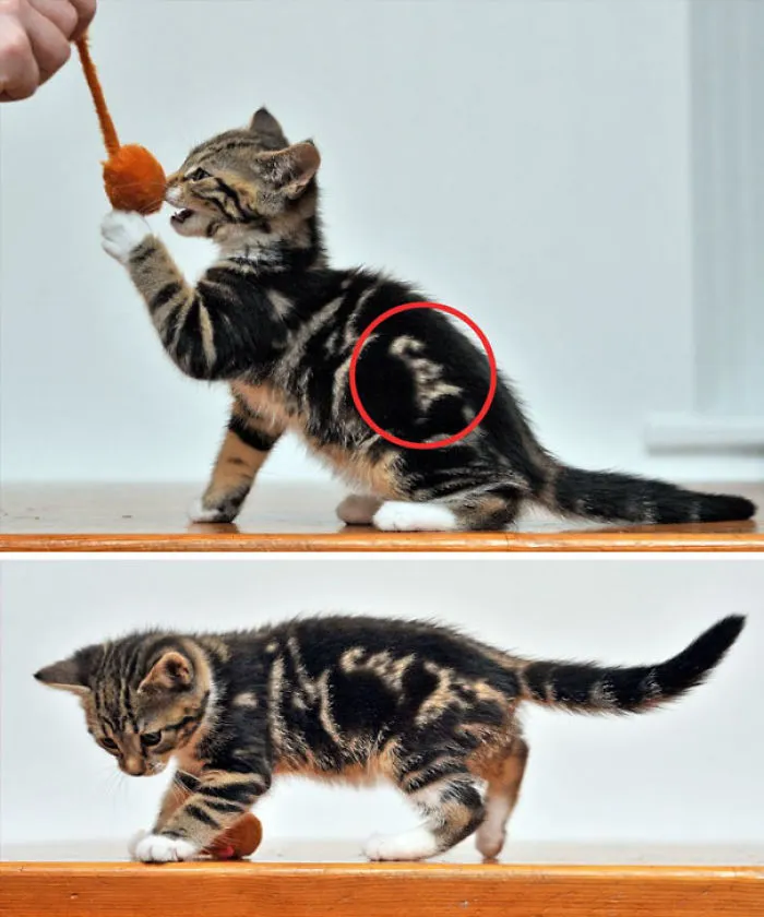 Pone "cat" en su pelaje