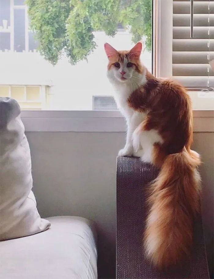 Parece que tiene una ardilla