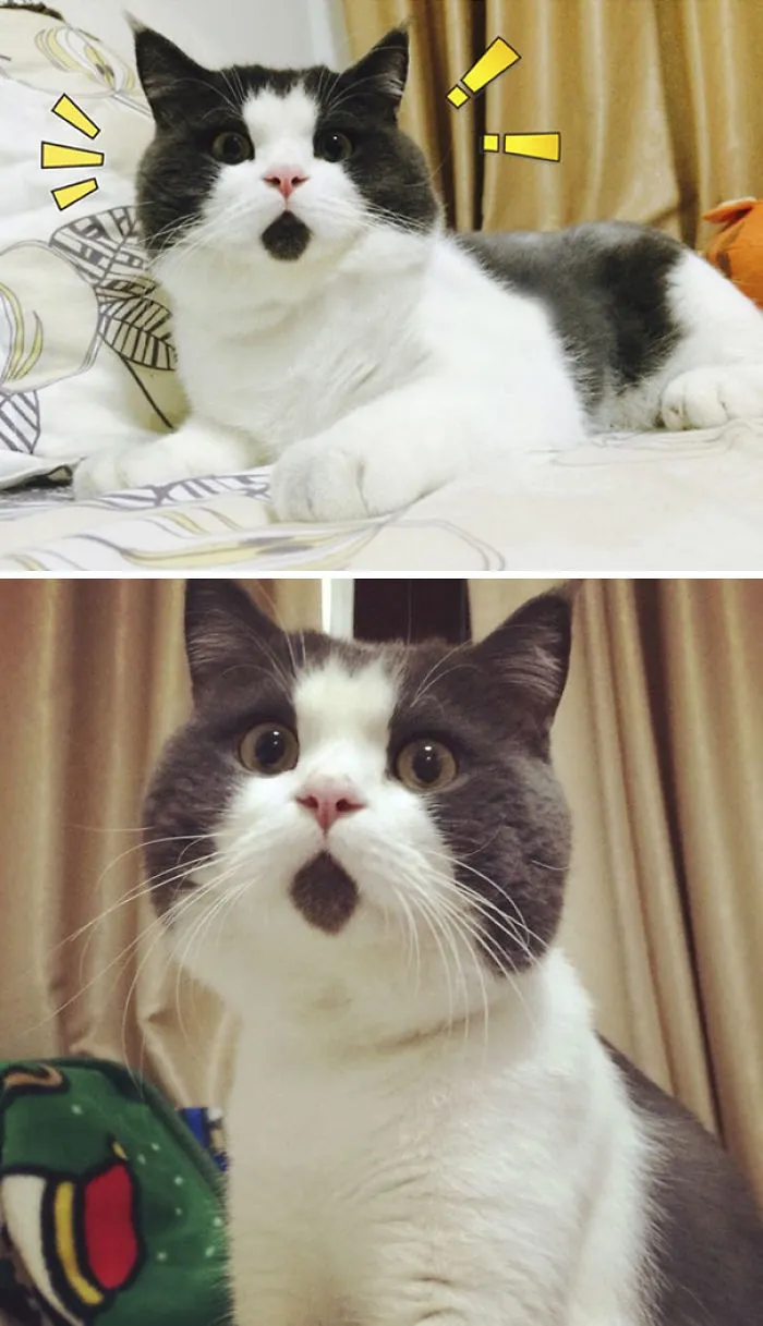 The OMG Cat