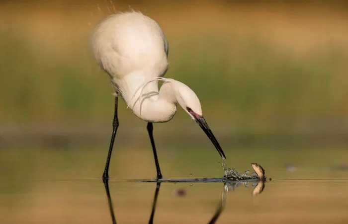 David Versus Goliath By Bruno De Lorenzo, Hungary. Bird Behaviour Category