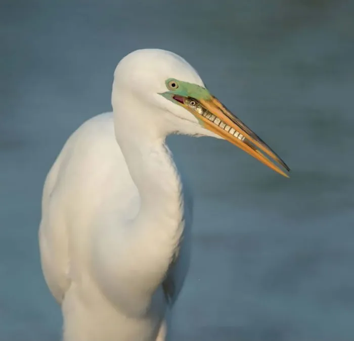 Breakfast, Great Egret By Cheryl Schneider, Usa. Attention To Detail Category