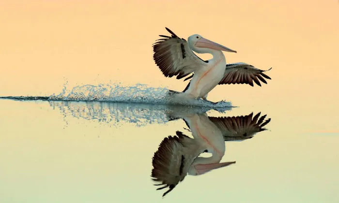 Un Aterrizaje Perfecto, Pelícano Australiano Por Bret Charman, Australia. Ganador Del Oro En La Categoría Pájaros Al Vuelo