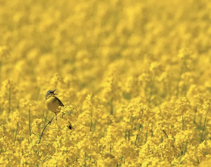 Lavandera De Cabeza Azul En Amarillo Por Robert Szafranek, Polonia. Categoría Pájaros En El Ambiente