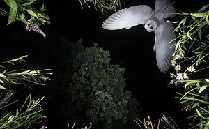 55 Best Bird Photos Of 2017 Have Been Announced, And They're Truly Amazing