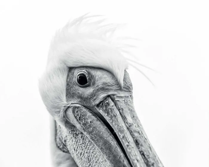 Pelican Portrait By Anna-mart Kruger, Namibia. Best Portrait Category