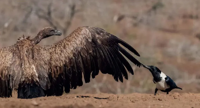 Valentía, Cuervo Blanco Y Buitre Dorsiblanco Por Bence Máté, Hungría. Categoría Comportamiento De Aves