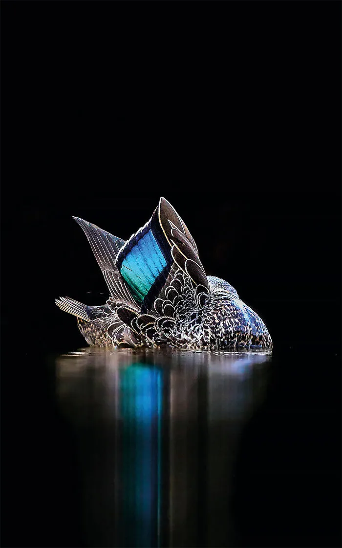 El Espéculo Por Georgina Steytler. Australia. Ganadora Del Oro En La Categoría Imágenes Creativas