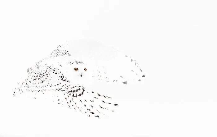 Snowy Owl By Markus Varesvuo, Helsinki, Finland. Winner Of Best Portfolio 2017 Category