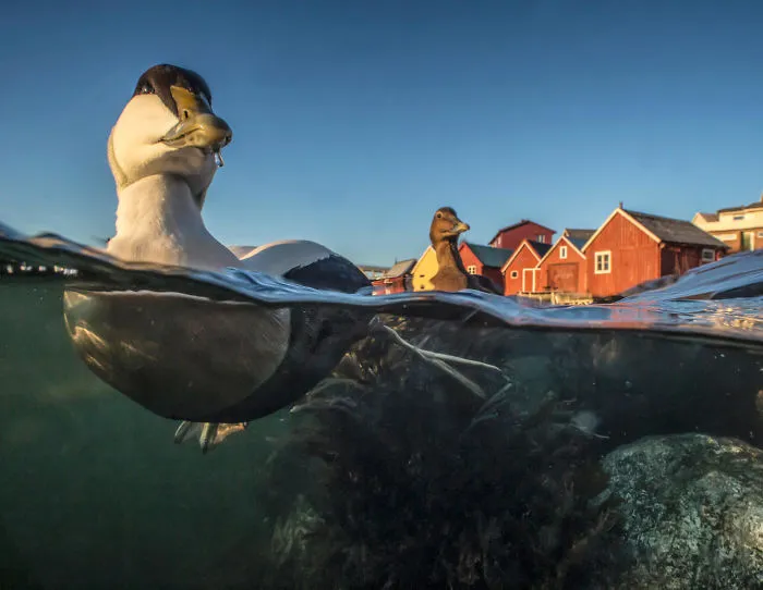Swimming Eider By Pål Hermansen. Bronze In Best Portrait Category