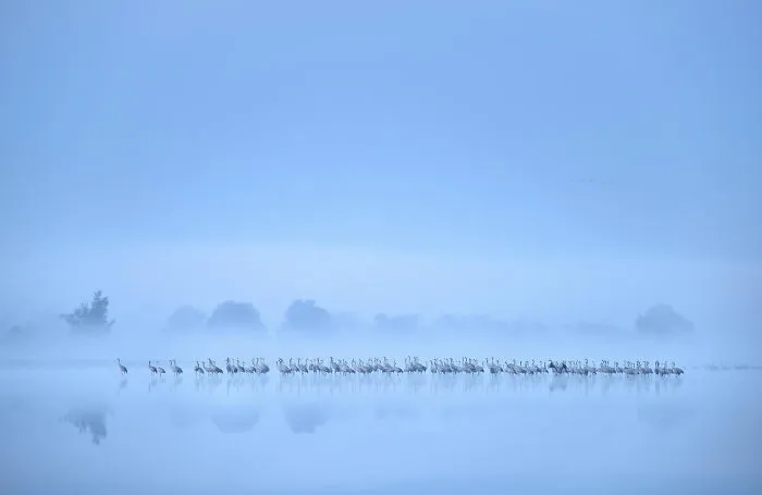 Crane Flock Misty Lake By Piotr Chara. Silver In Birds In The Environment Category