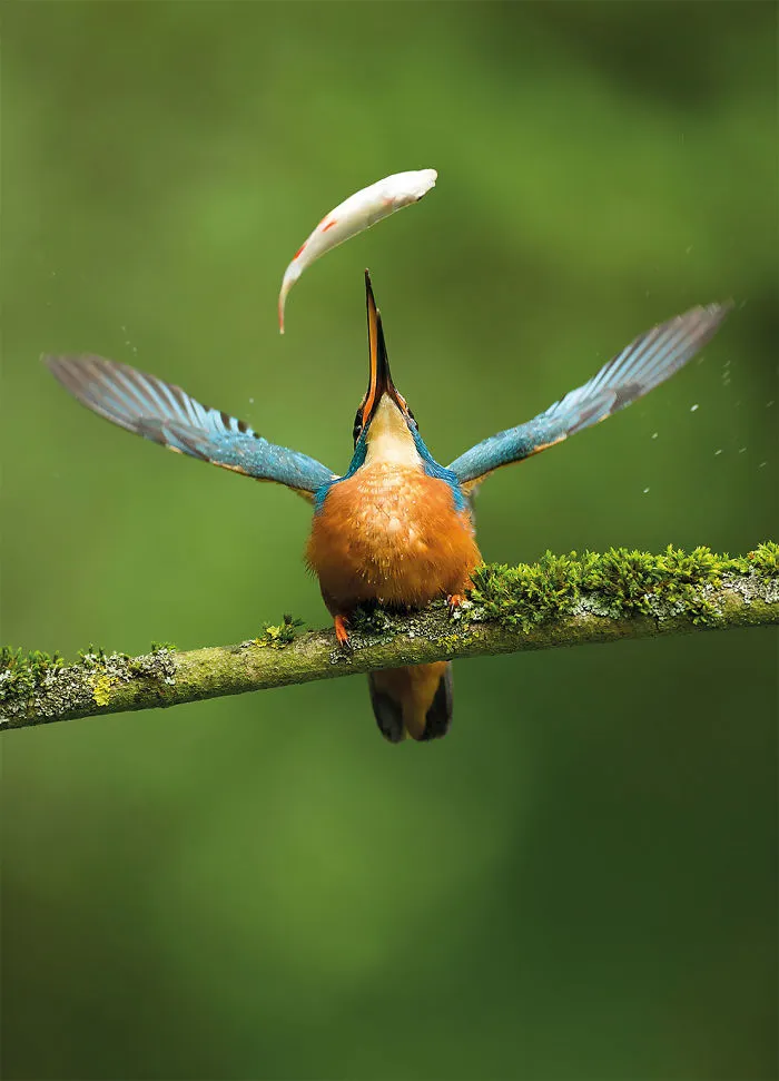 Captura Del Día Por Vince Burton, Reino Unido. Ganador En La Categoría Fotografía De Naturaleza Ltda. Elección Del Público 