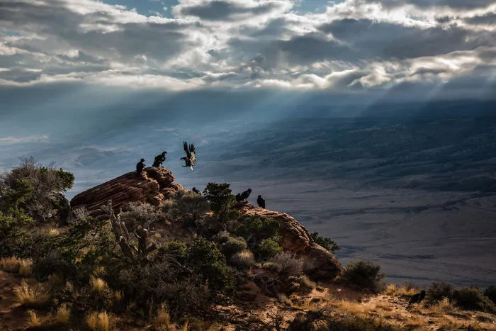 Condor Light Rays By John Sherman. Bhonourable Mention In The Environment Category