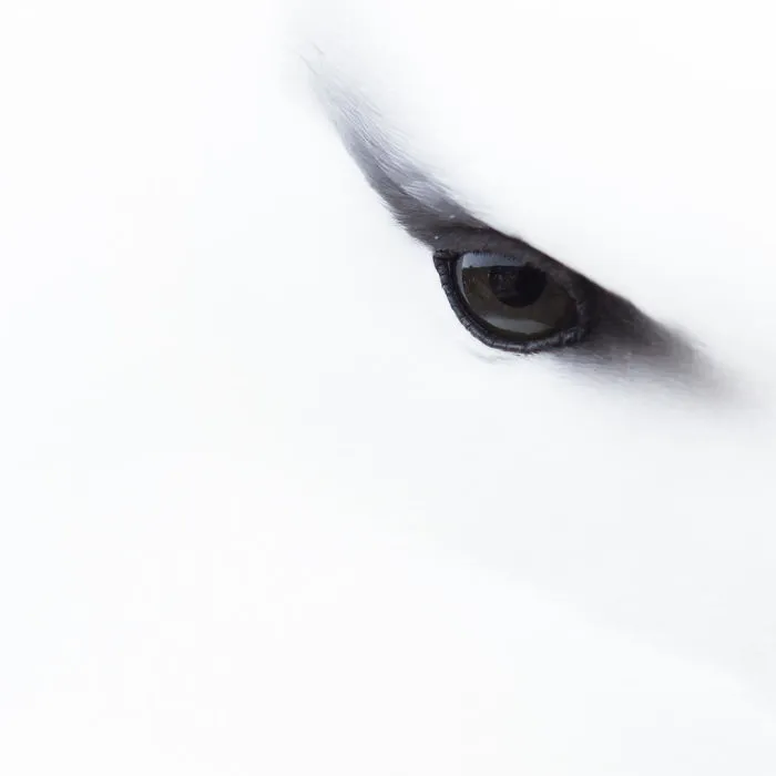 Albatross Eye Close-up By Jessica Winter, Bronze In Attention To Detail Category