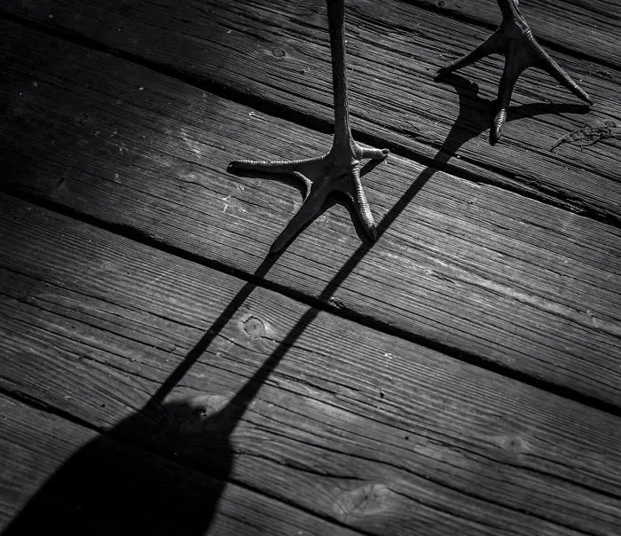 Stork Feet By Magdaléna Straková. Honourable Mention In Attention To Detail Category