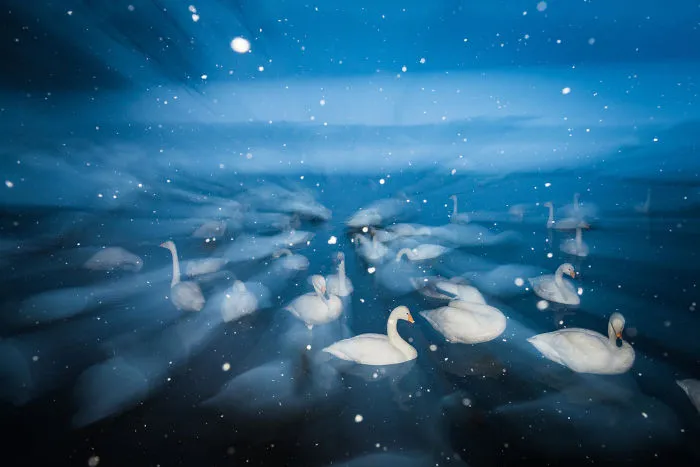 Whooper Swans In Snow By Wim Van Den Heever. Bronze In Creative Imagery Category