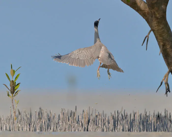 Leaping Heron By Georgina Steytler. Honourable Mention In Birds In Flight Category