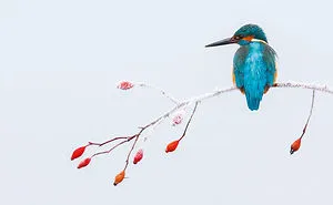 55 Best Bird Photos Of 2017 Have Been Announced, And They're Truly Amazing