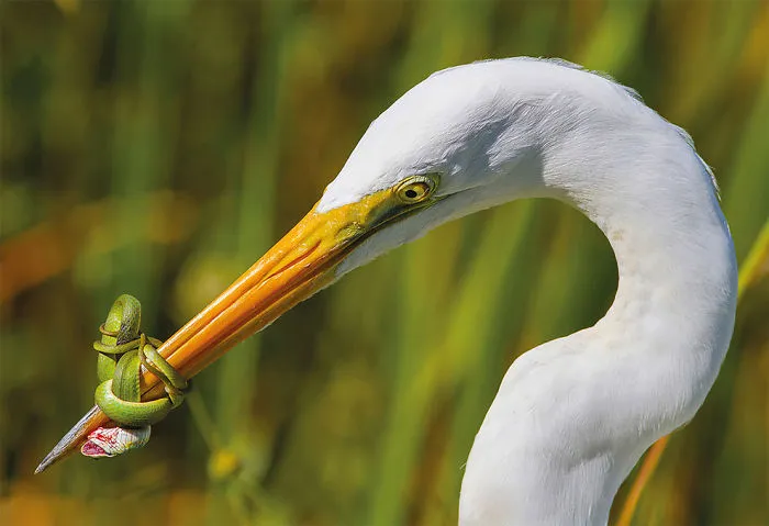 La Batalla Por Jose Garcia, Categoría Comportamiento de Aves EEUU.