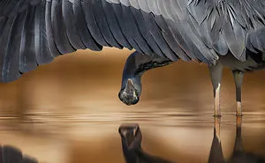 55 Best Bird Photos Of 2017 Have Been Announced, And They're Truly Amazing