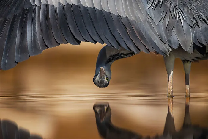 Garza Gris, Ahmad Al-Essa, Kuwait. Plata En La Categoría Atención Al Detalle