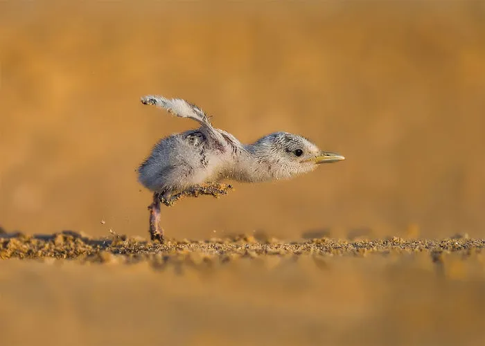 Velocidad Máxima Por Faisal Alnomas, Kuwait. Categoría Comportamiento De Aves