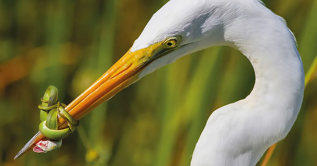 Las mejores 10+ Fotos De Aves De 2017 Han Sido Anunciadas, Y Son Verdaderamente Asombrosas