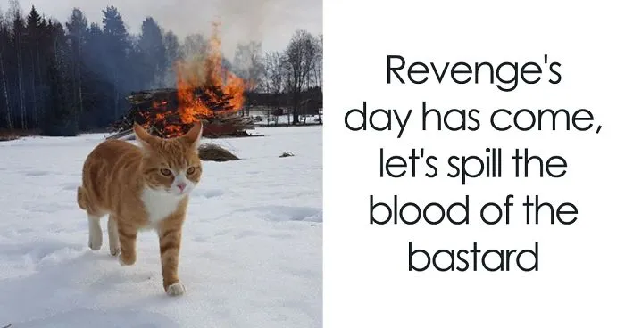Twitter Account Pairs Cat Pics With Metal Lyrics And It's Just Perfect