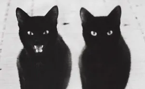 Twitter Account Pairs Cat Pics With Metal Lyrics And It's Just Perfect