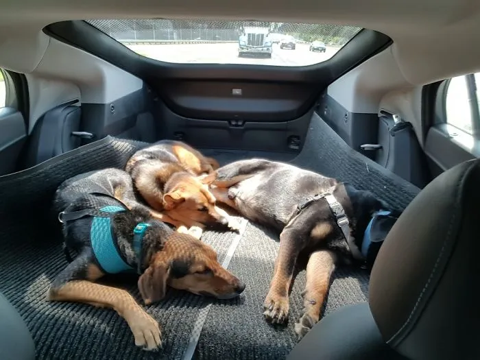 The Ride Home After A Lovely Afternoon At The Virginia Scottish Games
