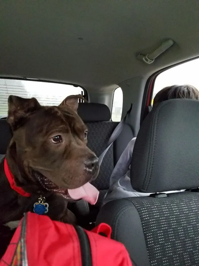 The Day We Adopted And Brought Home Mr. Biggs (3 Yrs Old). Can't Imagine Life With Out Him