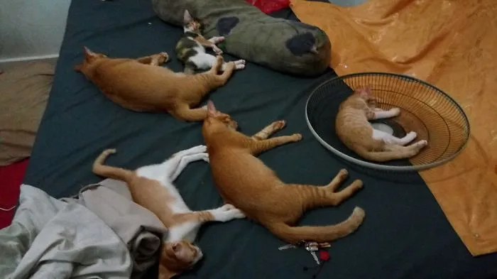 I Got Them Their Own Bed