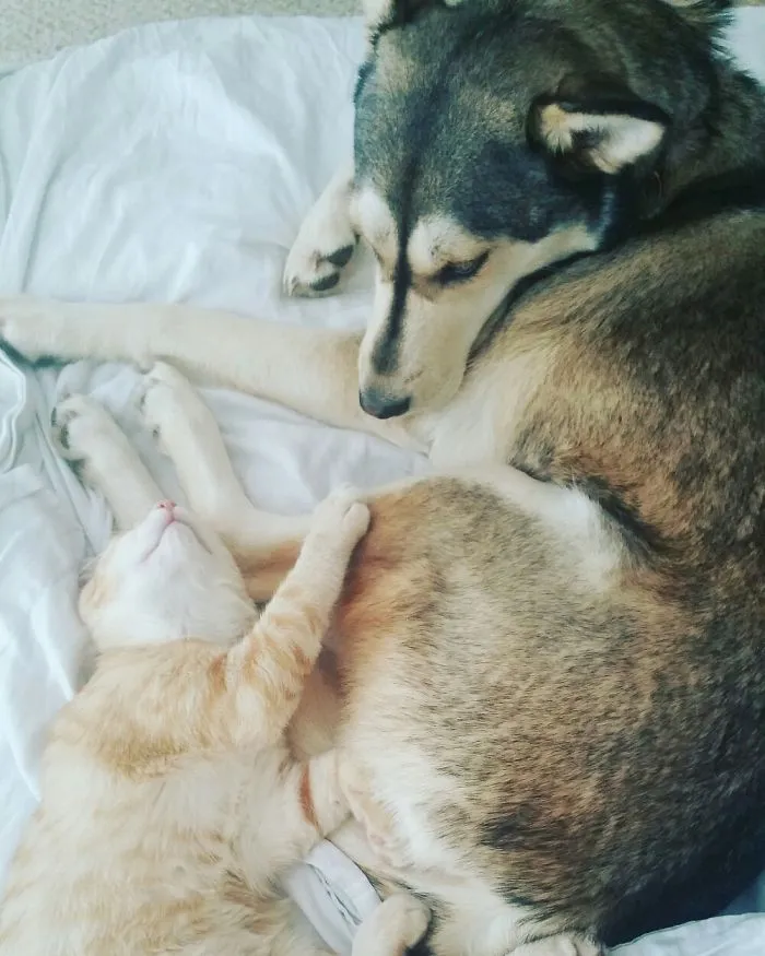 Lulu And Peachy