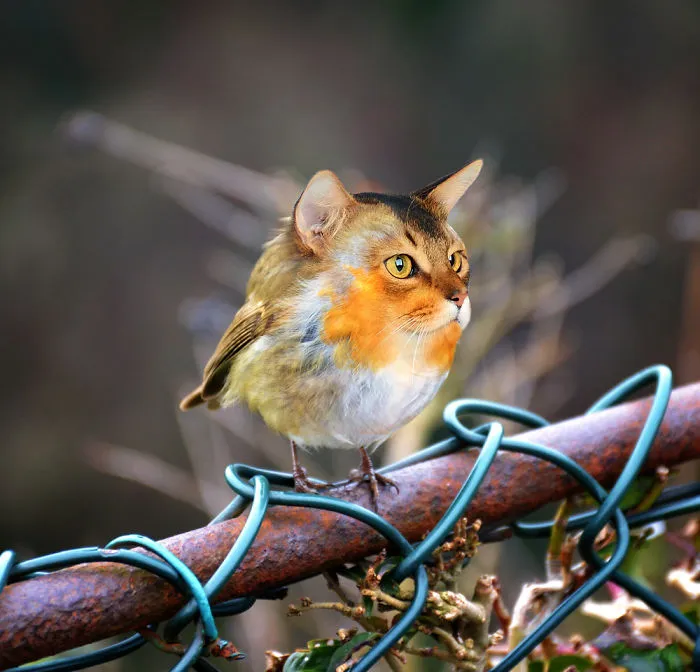68 Unusual Cat And Bird Hybrids Bred In Photoshop (Add Yours)