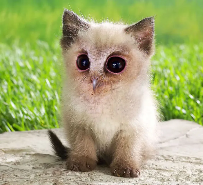 68 Unusual Cat And Bird Hybrids Bred In Photoshop (Add Yours)