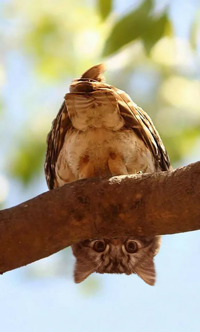 68 Unusual Cat And Bird Hybrids Bred In Photoshop (Add Yours)