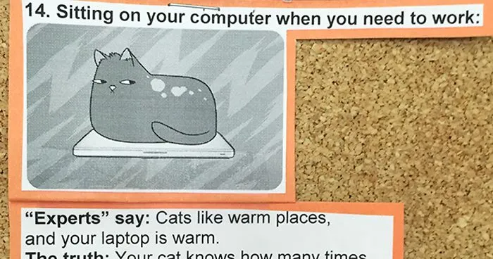 This Vet Put Explanations Of 15 Common Cat Behaviours On His Cork Board, And It's Hilarious