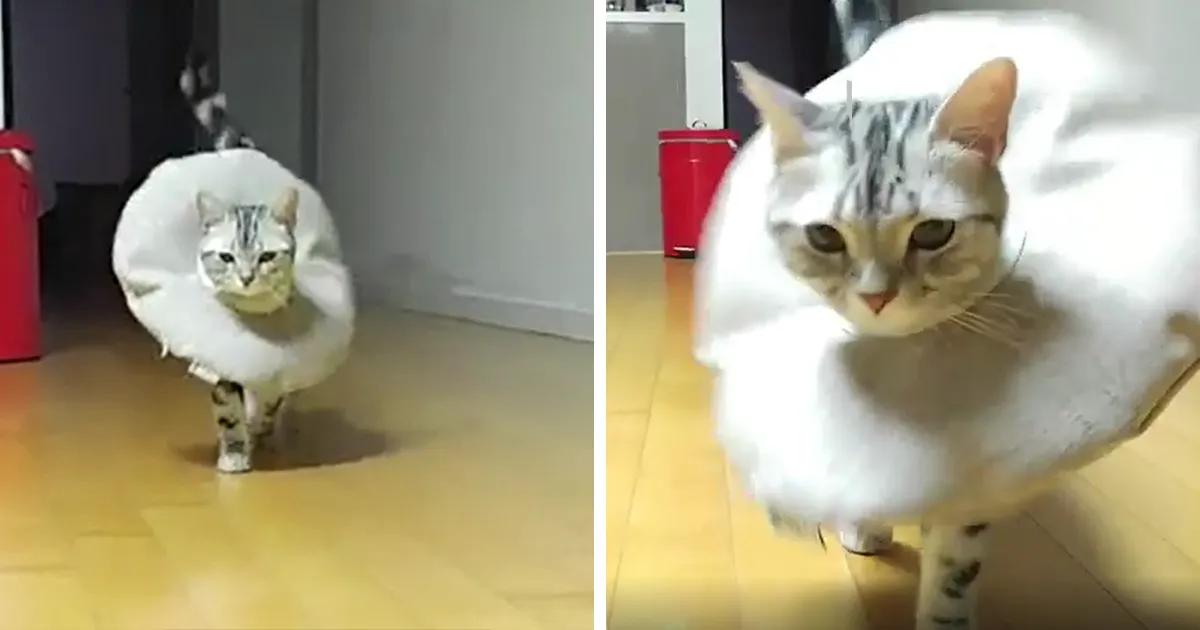 Elegant Cat Walk