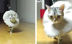 Elegant Cat Walk