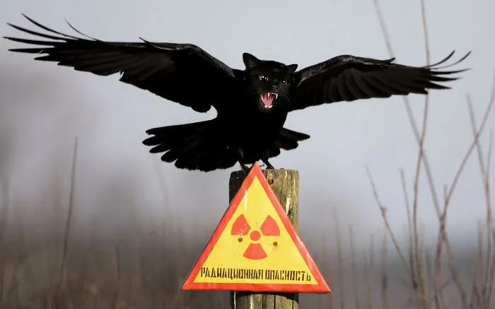 68 Unusual Cat And Bird Hybrids Bred In Photoshop (Add Yours)