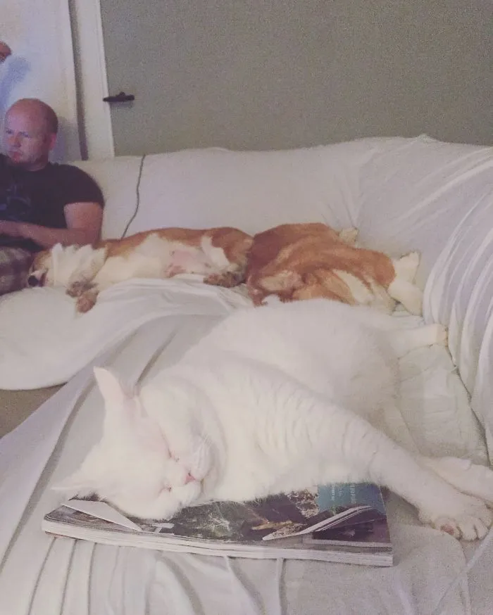 One Cat Missing, But Here's The 3 Others In The Lineup...
