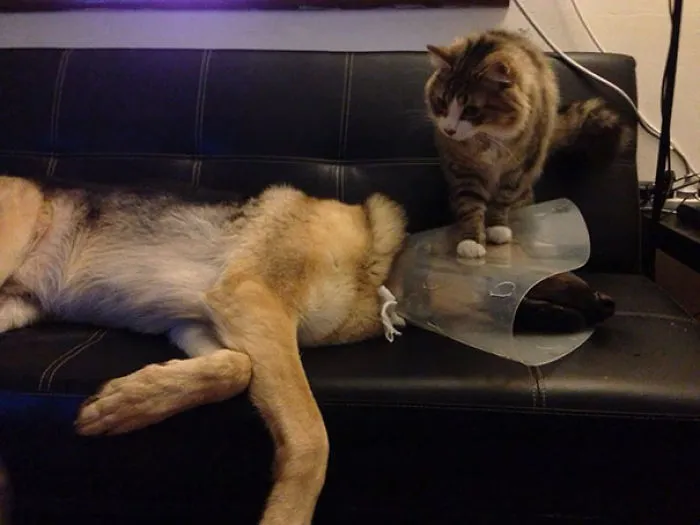 Por si no era malo tener que llevar el cono, encima llegó el gato
