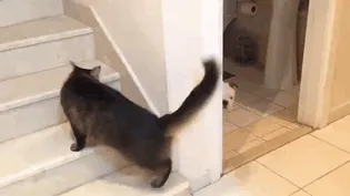 You Can Almost Hear The Pup Go "Rude"