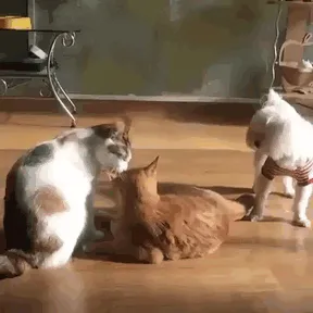 Hey, That's My Girl! Go Away