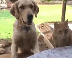 No!