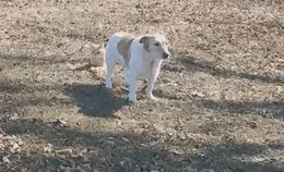 Cat Won't Let Dog Off The Leash
